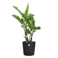 foss rond 25cm living noir